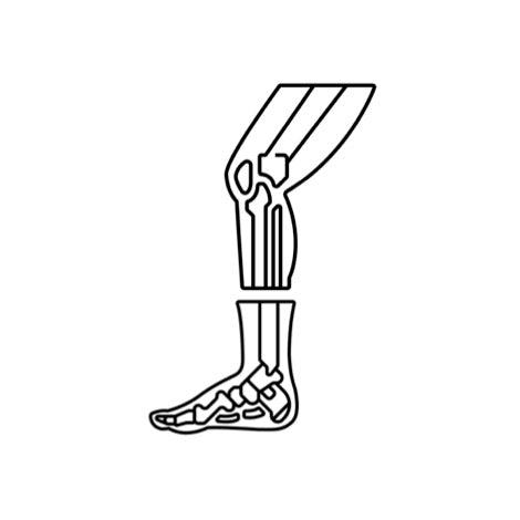 Lower limb