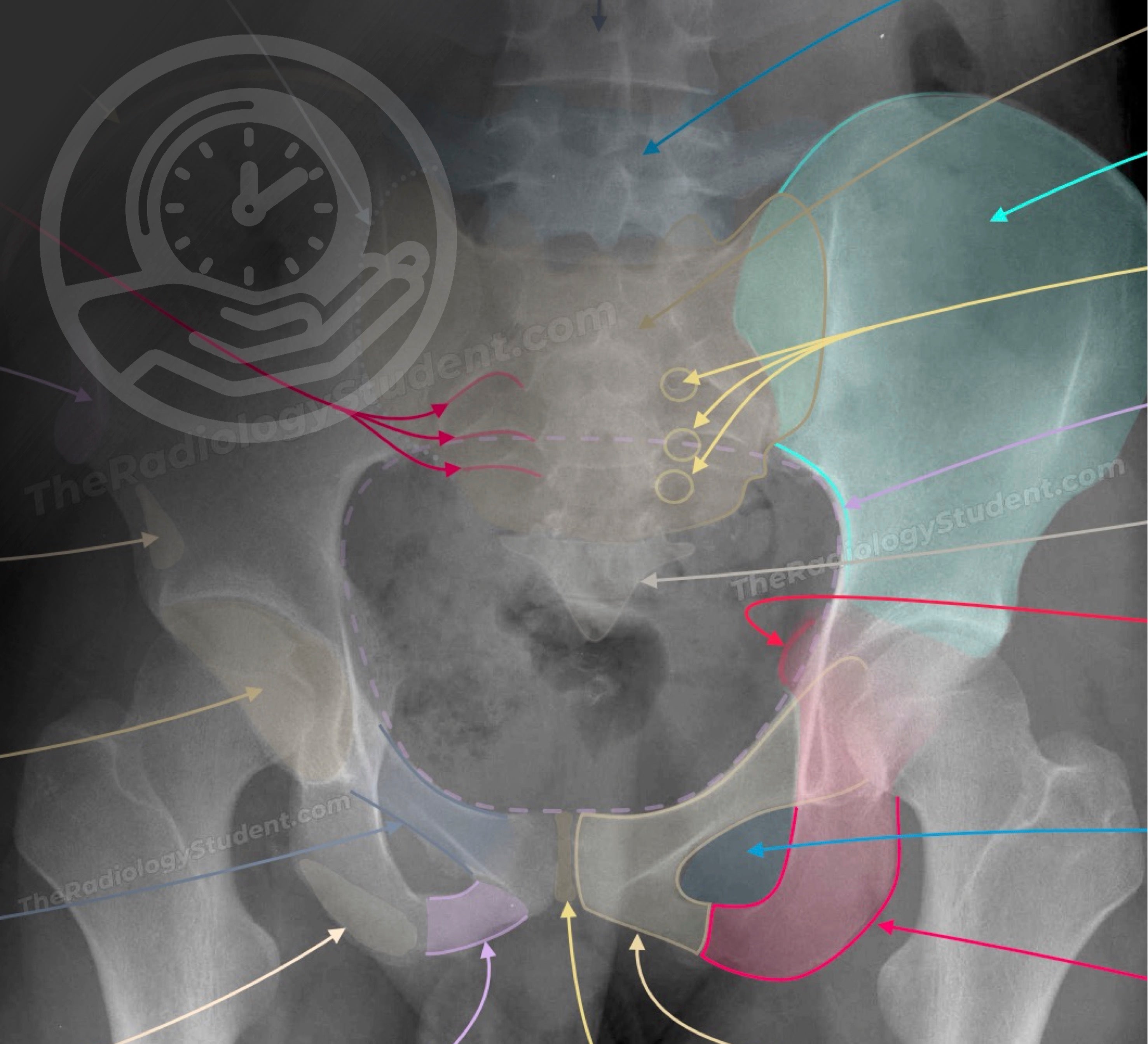 Radiology Anatomy Quiz | Labeled X-ray Notes – TheRadiologyStudent